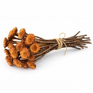 Flori uscate Protea Margareta Natur 35 cm – Buchet 25 fire